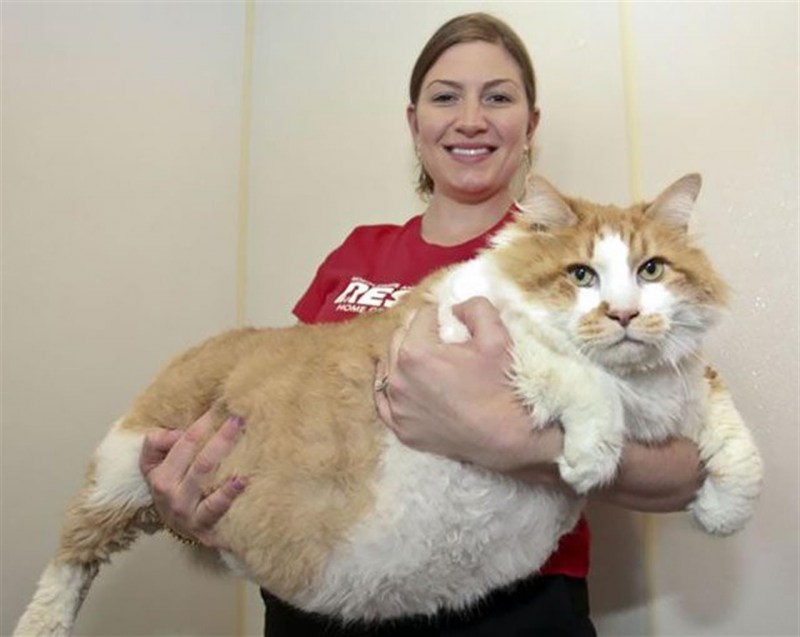 Самая толстая кошка