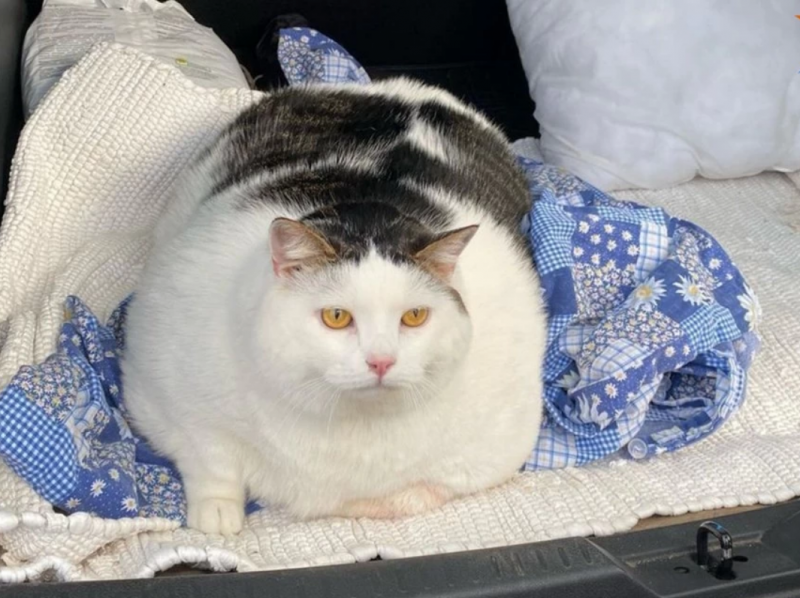 Гигантские кошачьи