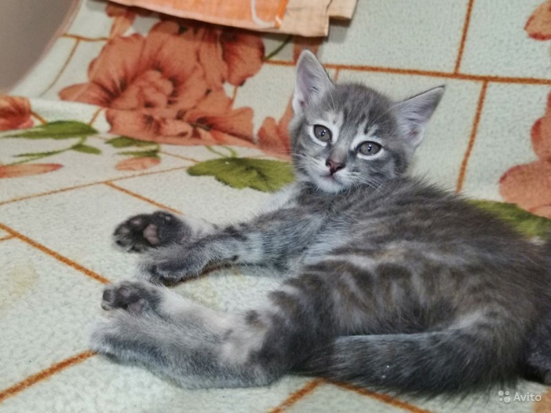 Беспородные котята в Новокосино даром