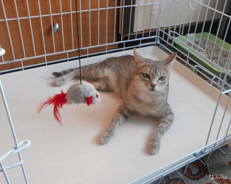 Гладкошерстные котята в добрые руки