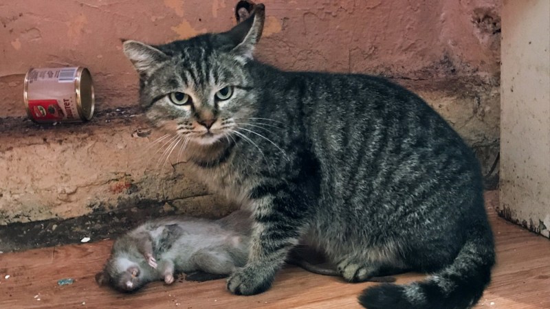 Сибирский Крысолов кошка