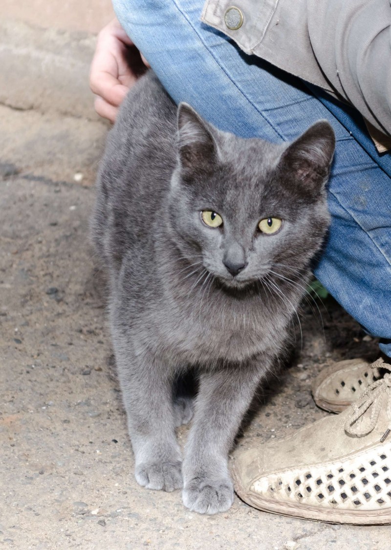 Мама кошка и котята ищут дом