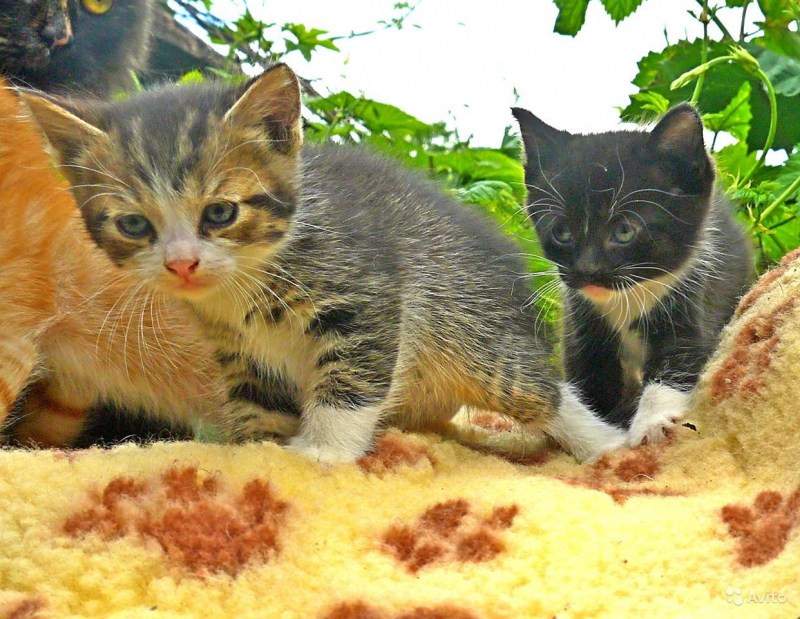 Кошка крысоловка трехцветная