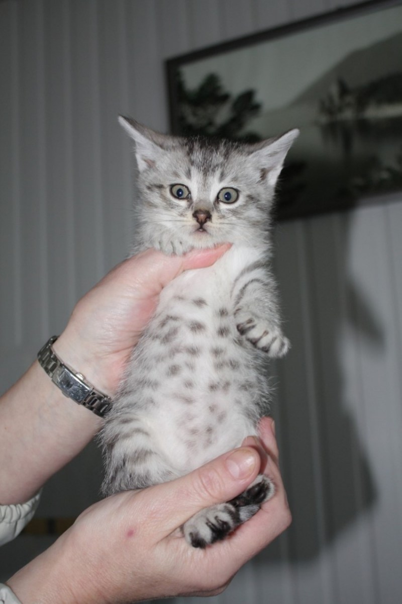 Котята крысоловы