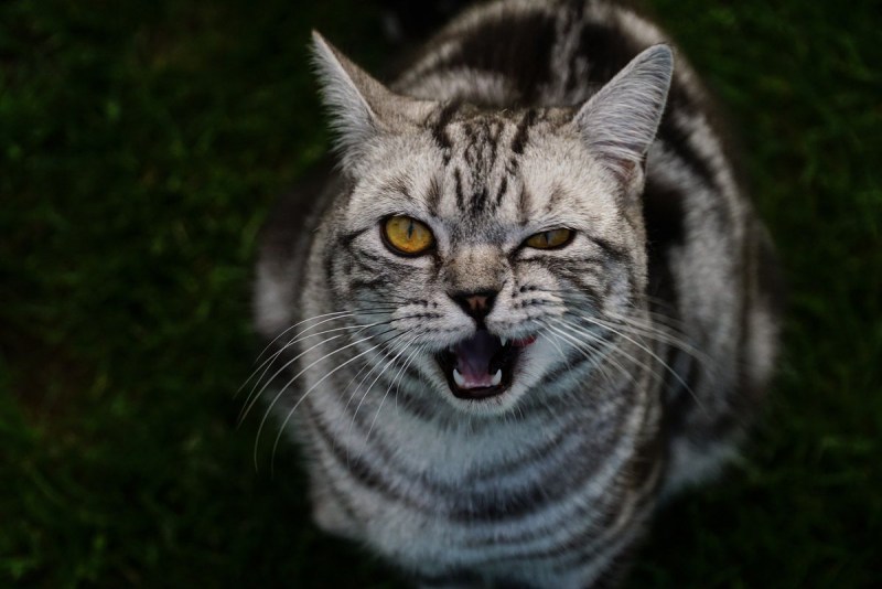 Крысоловка кот