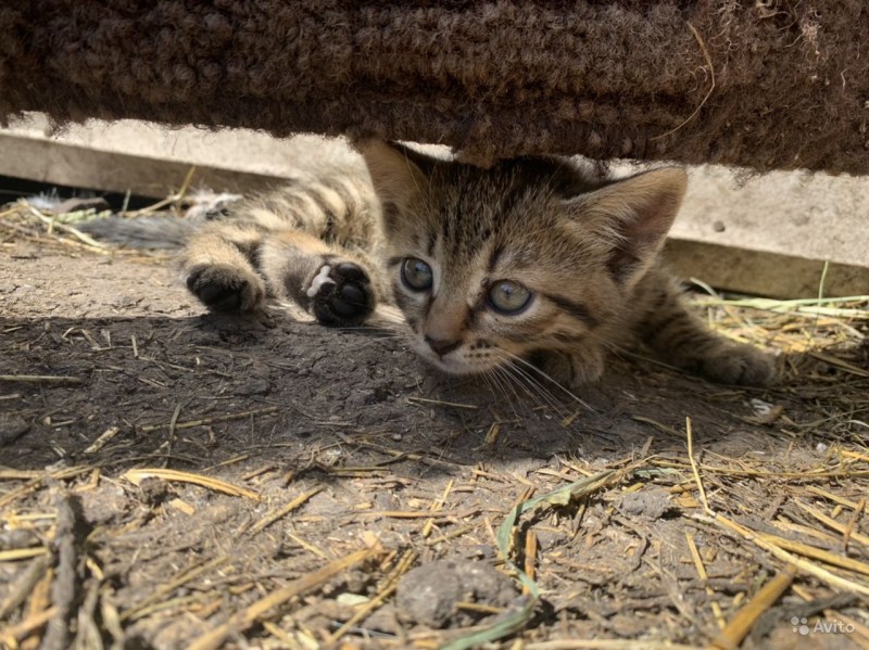 Кошка крысоловка порода