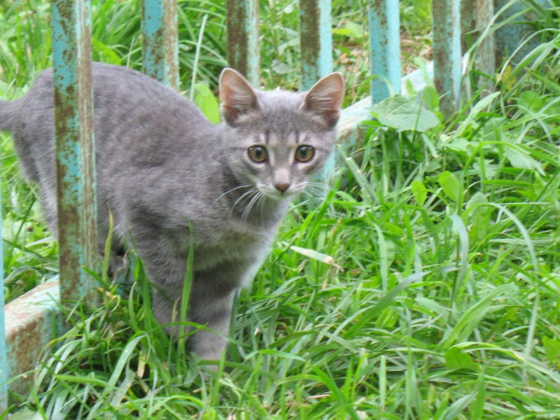 Кот породы Крысолов Сибирский