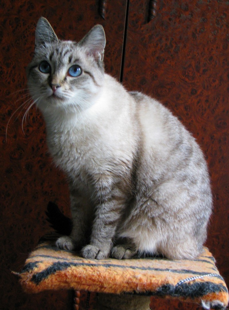 Сибирский Крысолов кот