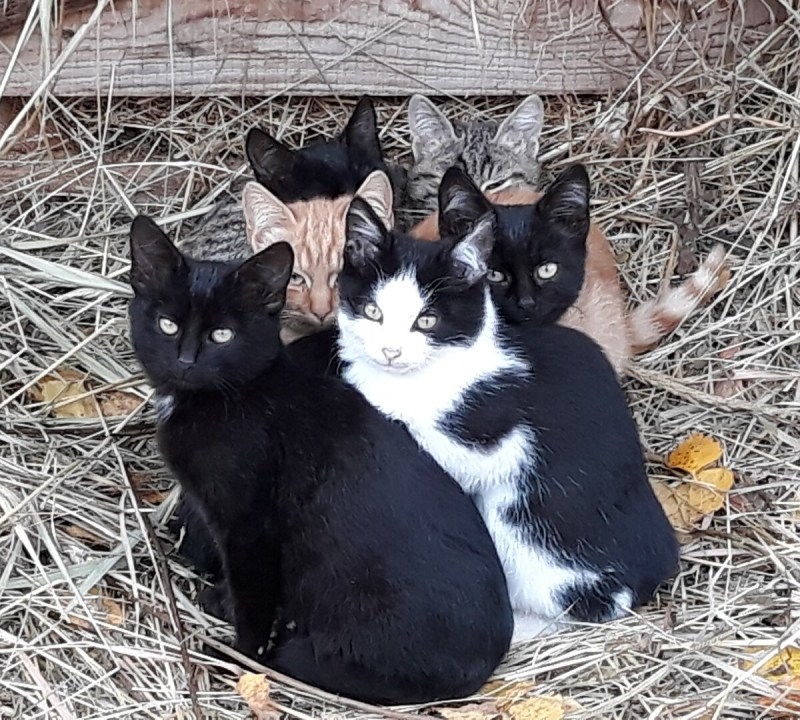 Скоттиш страйт метис