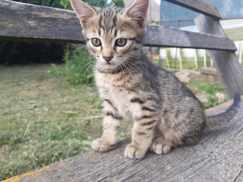 Котята двухмесячные полосатые