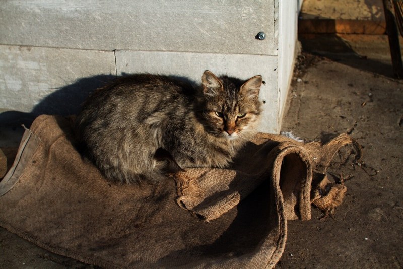 Кошка Крысолов черная