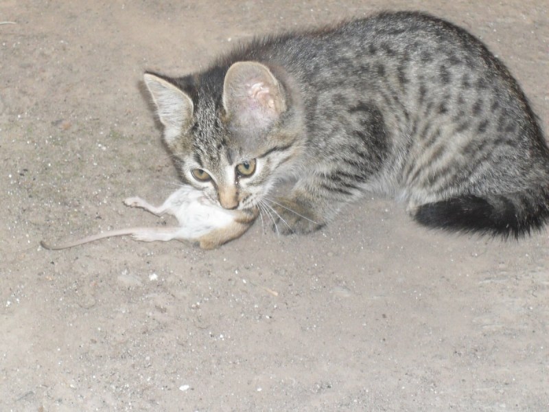 Котенок 3-4 месяца