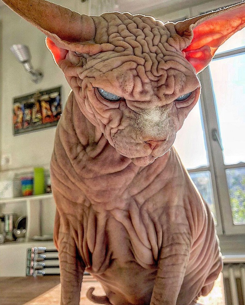 Сфинкс кошка морщинистая