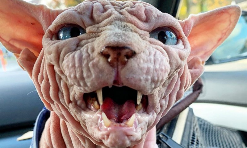 Самый страшный кот в мире