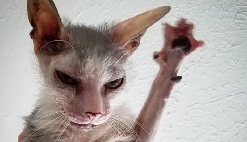 Самый страшный кот