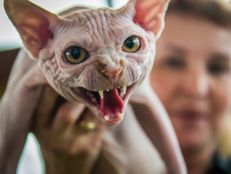 Страшный кот