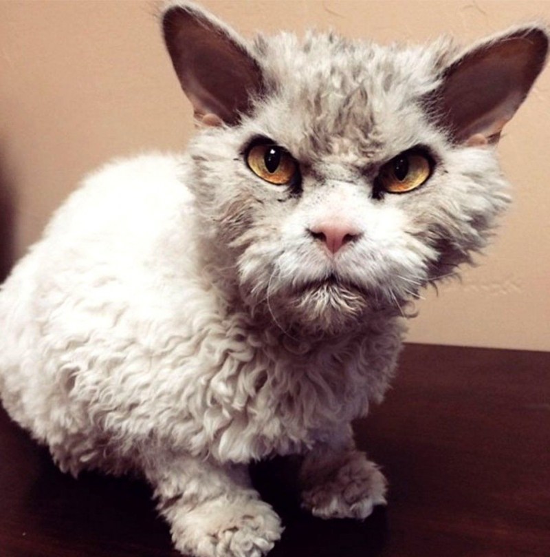 Страшный кот