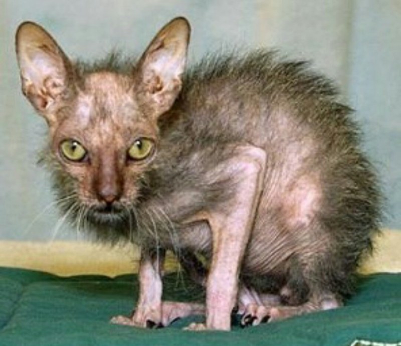 Персидский кот Уилфред