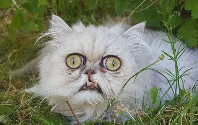 Самый страшный кот