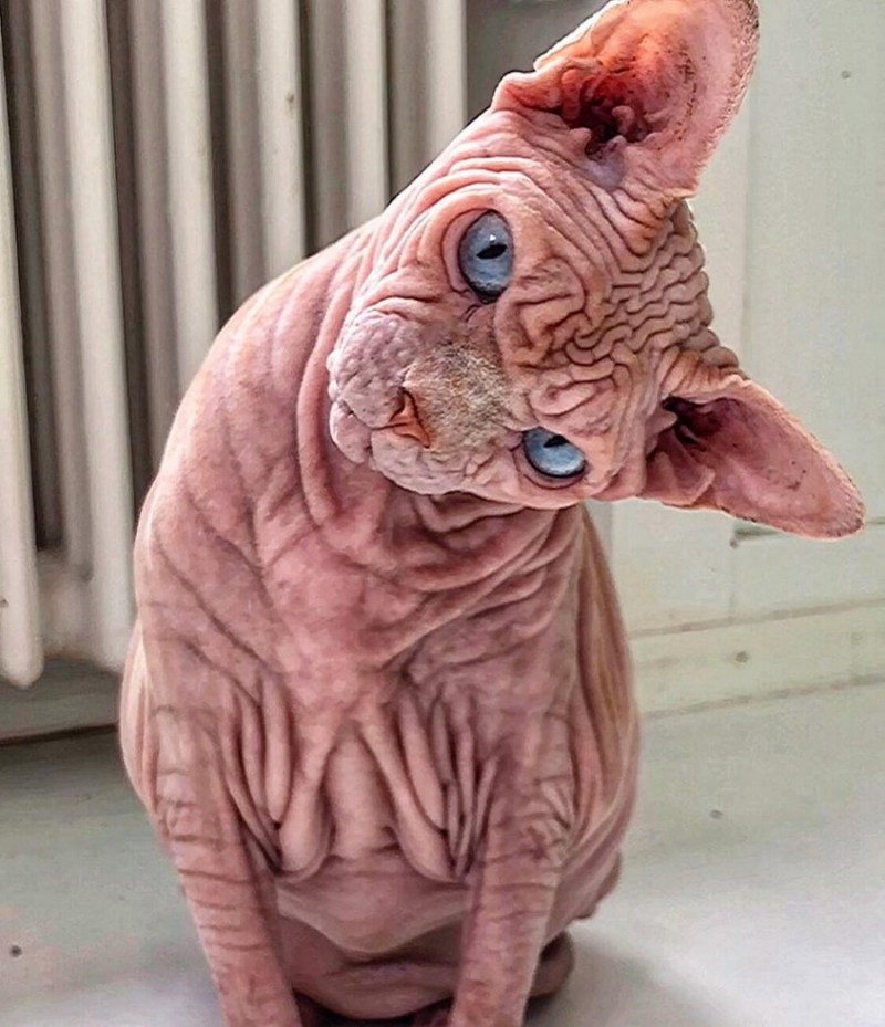 Уродливые коты