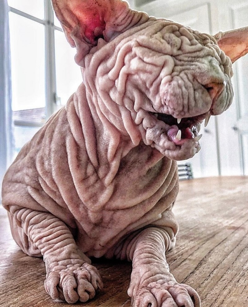 Сфинкс кошка морщинистая