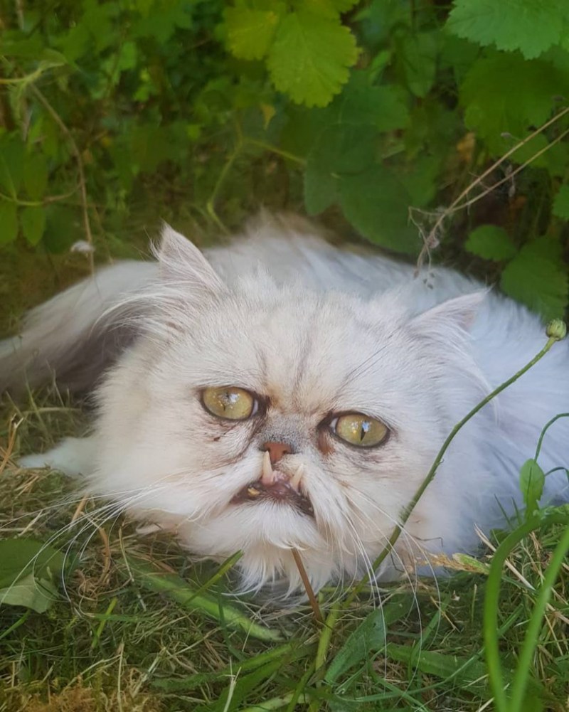Страшный кот