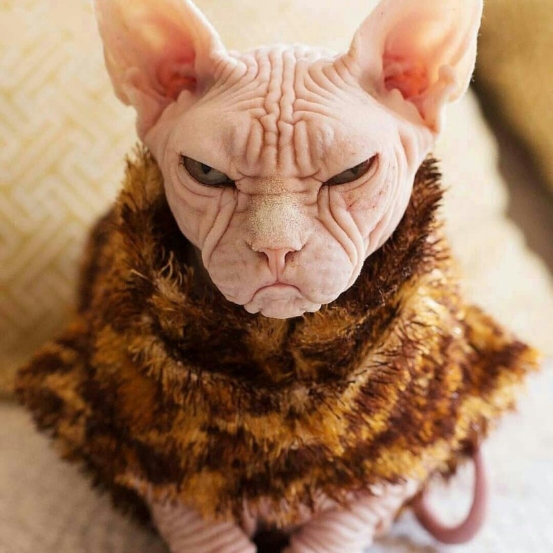 Страшный кот