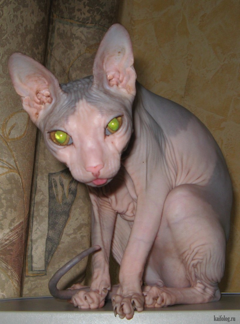 Страшный кот
