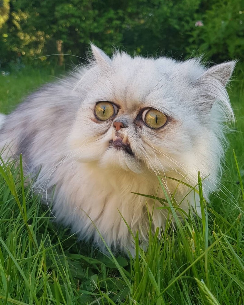 Персидская шиншилла кот Уилфред
