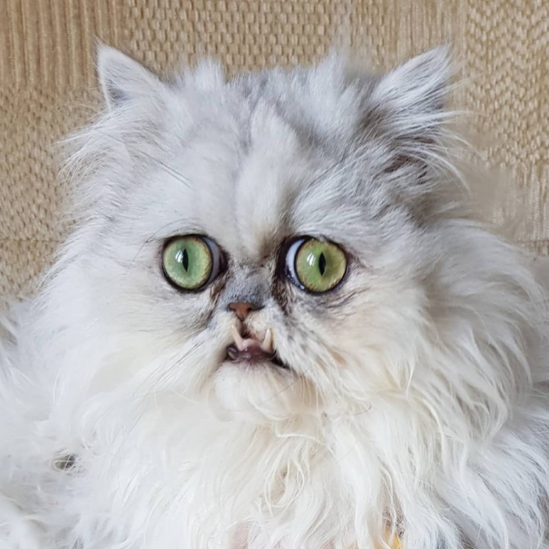 Сфинкс кошка морщинистая