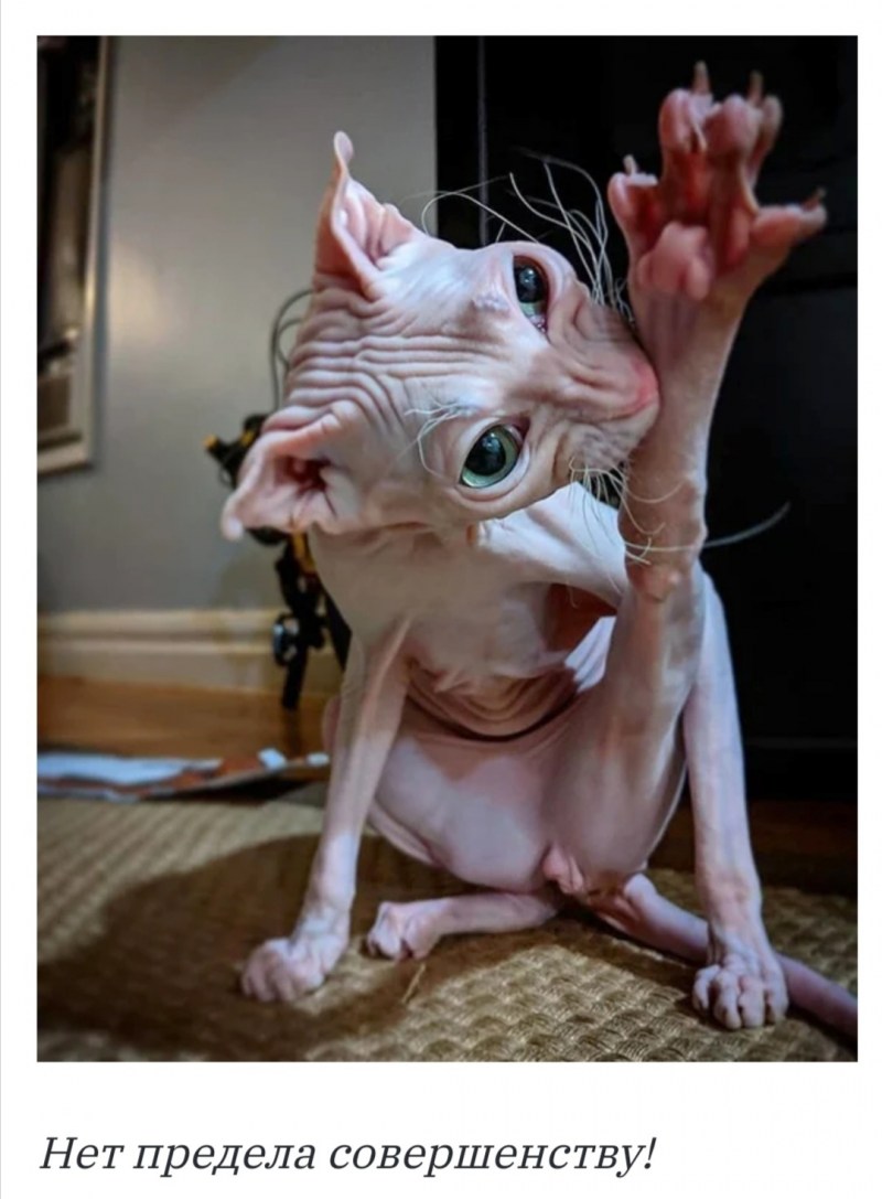 Самый страшный кот