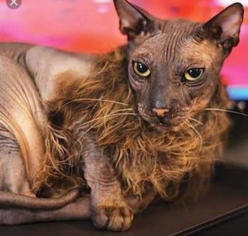 Взъерошенный кот