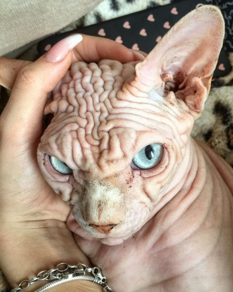 Страшный кот
