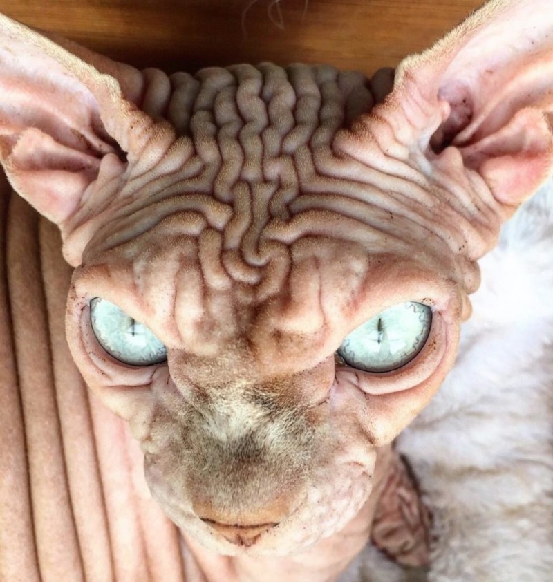 Сфинкс кошка морщинистая