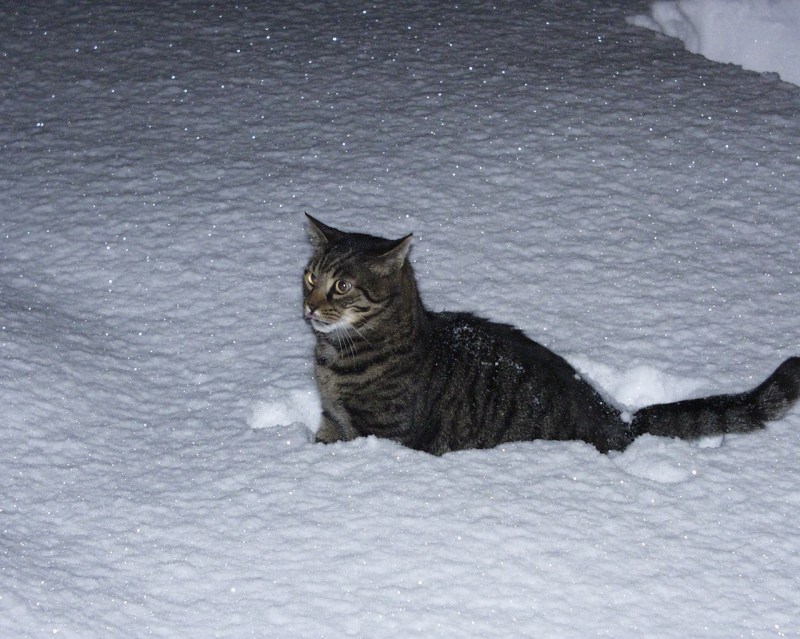 Кот на улице зимой