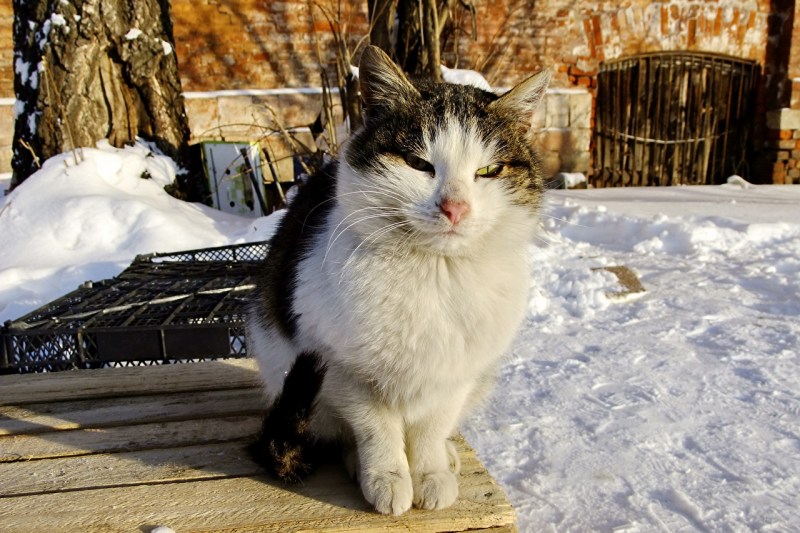 Кот на улице зимой