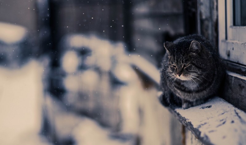 Коты зимой
