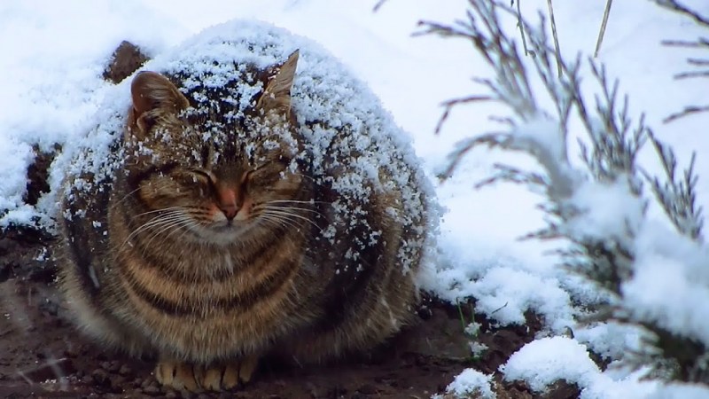 Кот в снегу