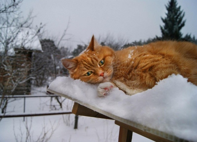 Рыжий кот зимой