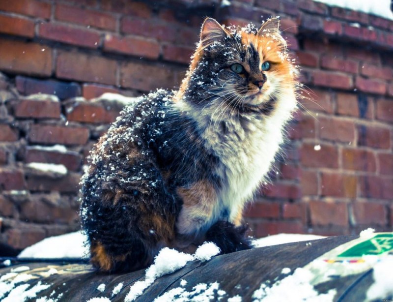 Бродячий кот
