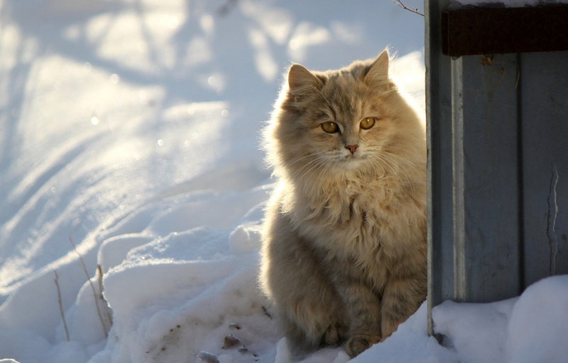 Кот в снегу