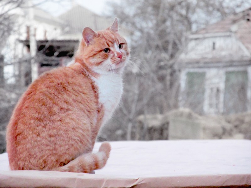 Рыжий кот в снегу
