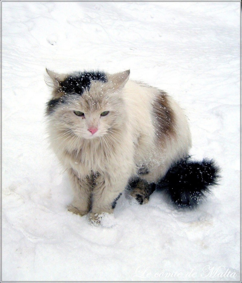 Кошка зимой на улице