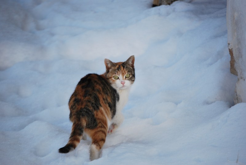 Кошка в сугробе
