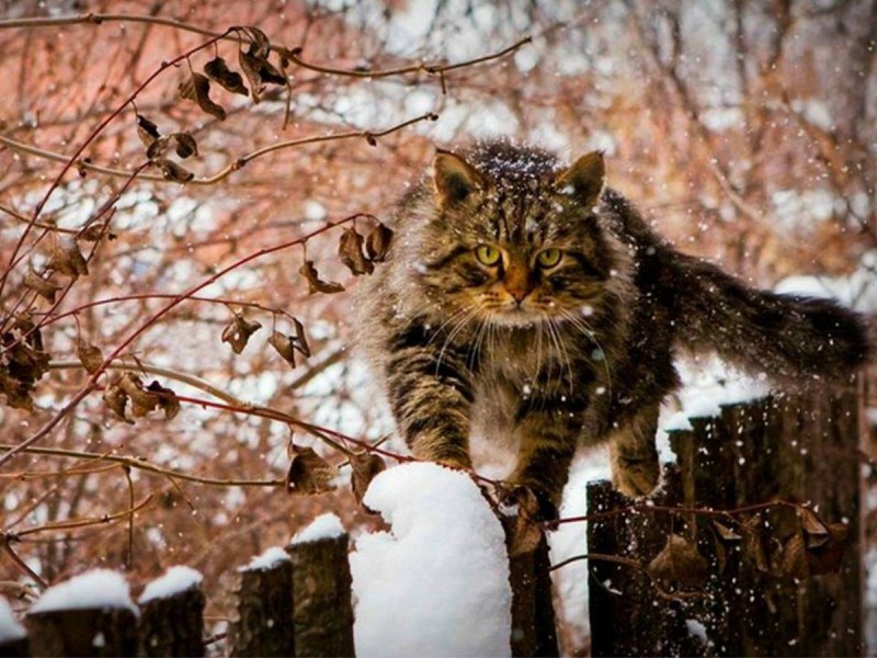 Кот в деревне зимой