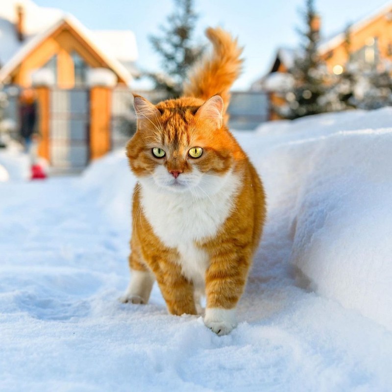 Рыжий кот в снегу