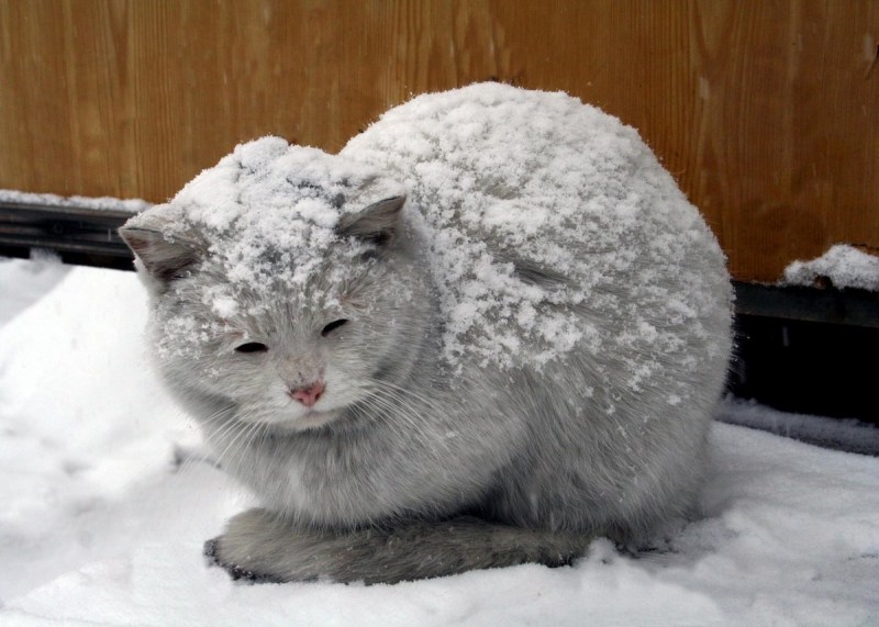 Бездомные кошки зимой