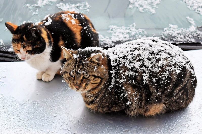 Уличные кошки зимой