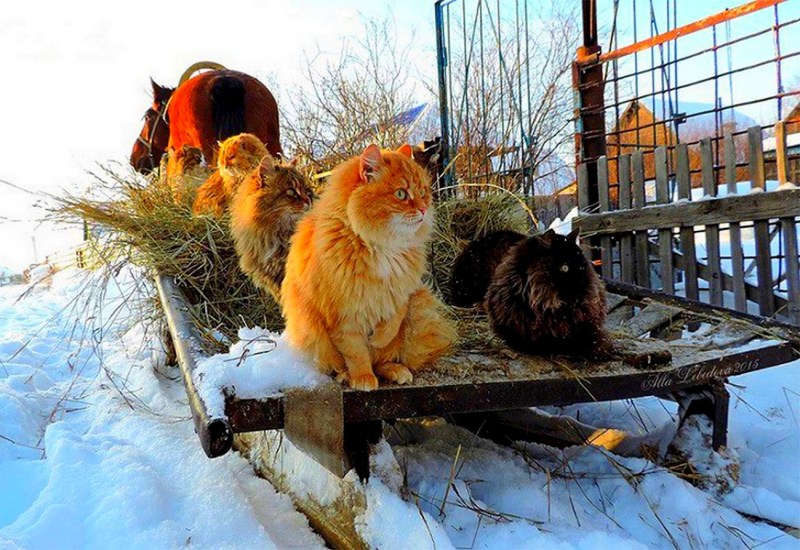 Суровые Сибирские коты
