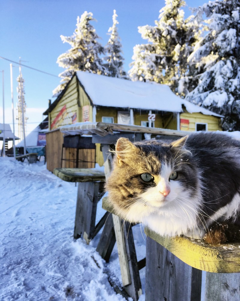 Деревенский кот зимой